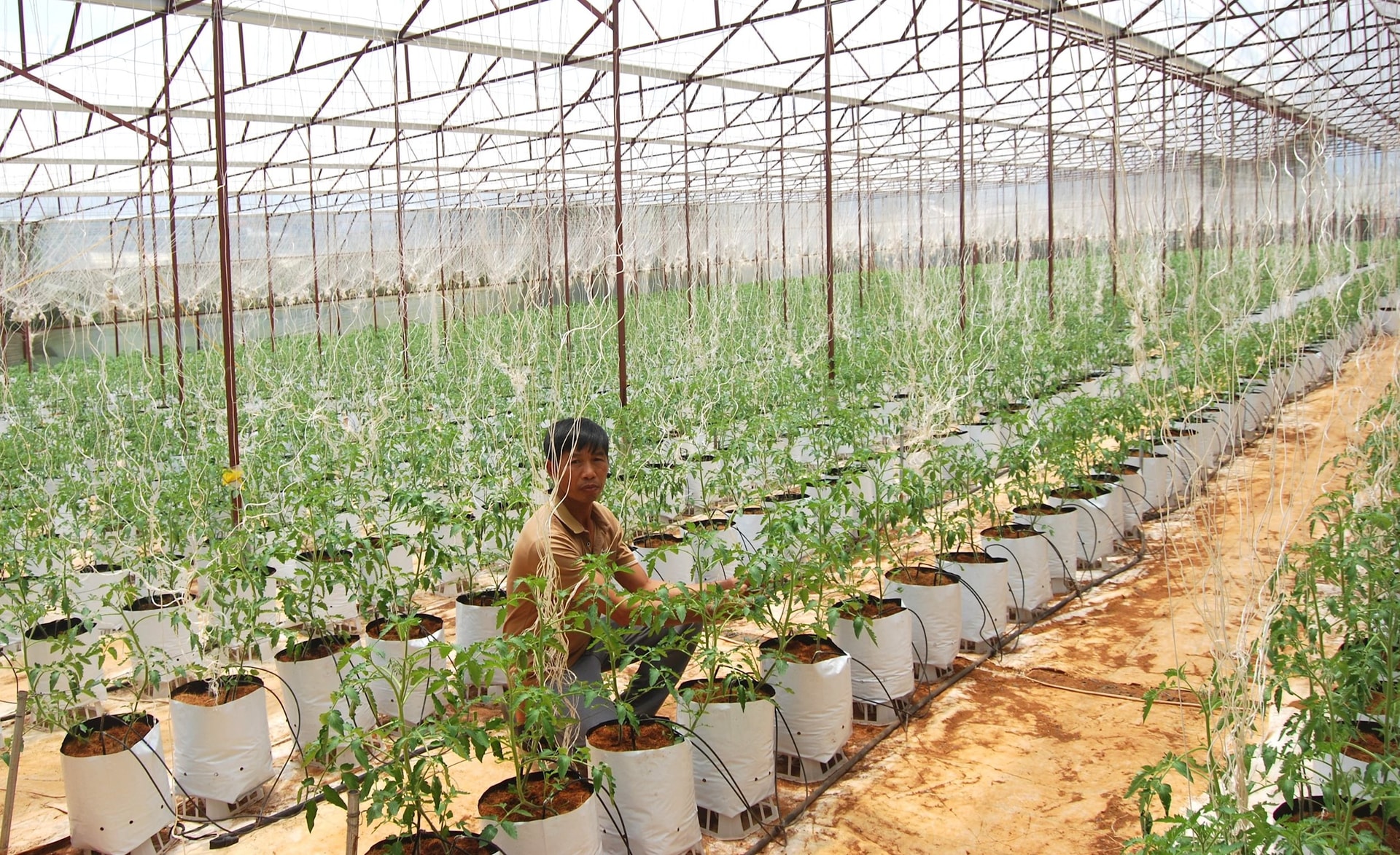 Toàn tỉnh có 23.489ha sản xuất theo tiêu chuẩn chứng nhận GAP và tương đương